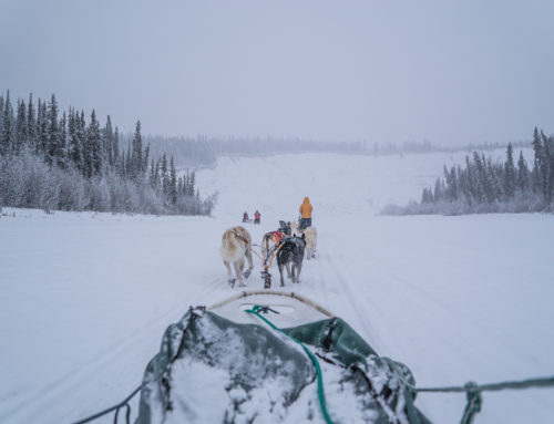Dog Sledding（Winter）