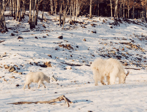 Wildlife Park and Polar Spa (bookable all year round)